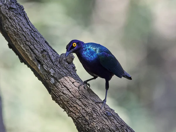 Μωβ Γυαλιστερό Starling Στο Φυσικό Της Περιβάλλον Στην Γκάμπια — Φωτογραφία Αρχείου