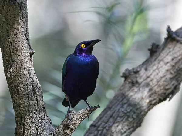 Μωβ Γυαλιστερό Starling Στο Φυσικό Της Περιβάλλον Στην Γκάμπια — Φωτογραφία Αρχείου