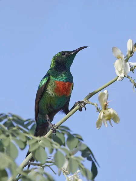 Gambiya Doğal Tabiatında Güzel Sunbird — Stok fotoğraf