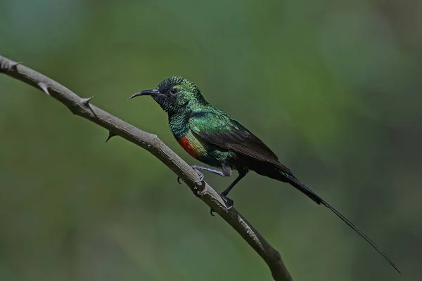 Piękny Sunbird Jego Naturalnym Środowisku Gambii — Zdjęcie stockowe