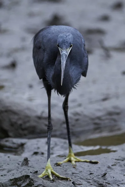 Airone Delle Scogliere Occidentali Egretta Gularis — Foto Stock