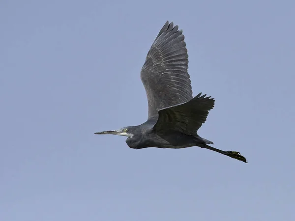 西珊瑚礁鲱鱼 Egretta Gularis — 图库照片