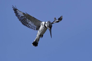 Arka planda mavi gökyüzü ile uçan Pied Kingfisher