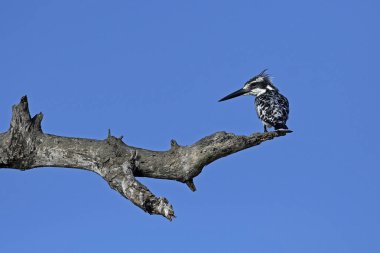 Pied Kingfisher Gambiya 'daki bir dalda dinleniyor.