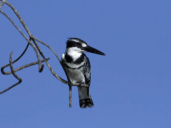 감비아에 나뭇가지에 물총새 — 스톡 사진