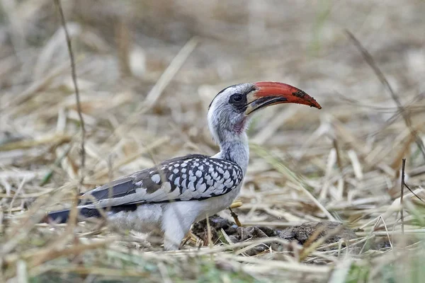 Hornbill Pico Rojo Occidental Hábitat Natural Gambia — Foto de Stock