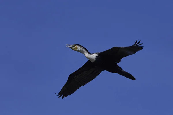 stock image White-breasted cormorant in flight with blue skies in the background