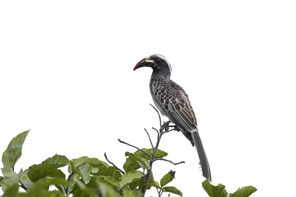 Hornbill Cinzento Africano Seu Habitat Natural Gâmbia — Fotografia de Stock