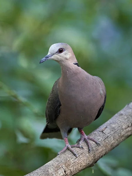 Red Eyed Dove Its Natural Habitat Gambia — Stock Photo, Image