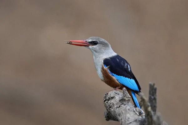 Gri Başlı Kingfisher Doğal Tabiatında Senegal Içinde — Stok fotoğraf