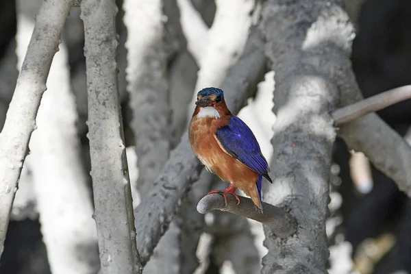 Malachiet Ijsvogel Zijn Natuurlijke Habitat Gambia — Stockfoto