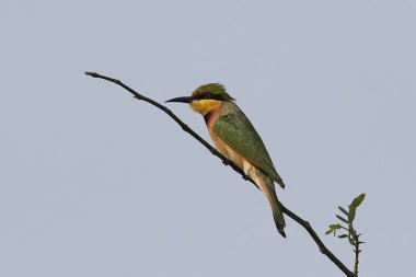 Gambiya doğal tabiatında içinde küçük arı kuşugiller