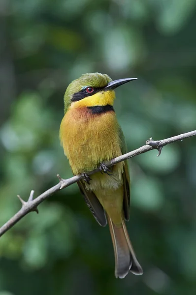 Little Bee Eater Its Natural Habitat Senegal — Stock Photo, Image