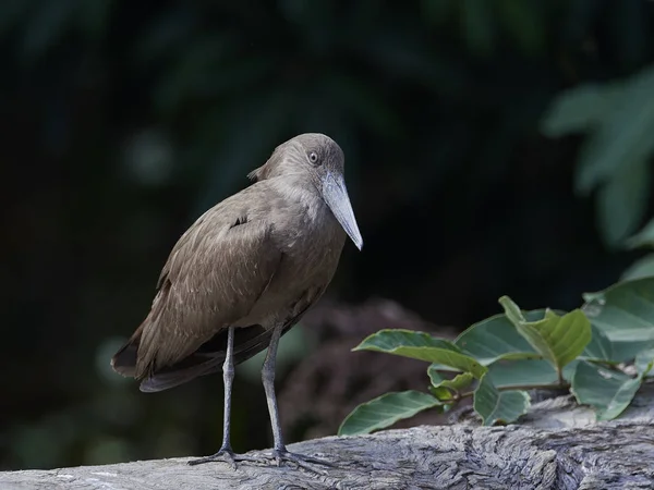 Hamerkop Естественной Среде Обитания Гамбии — стоковое фото