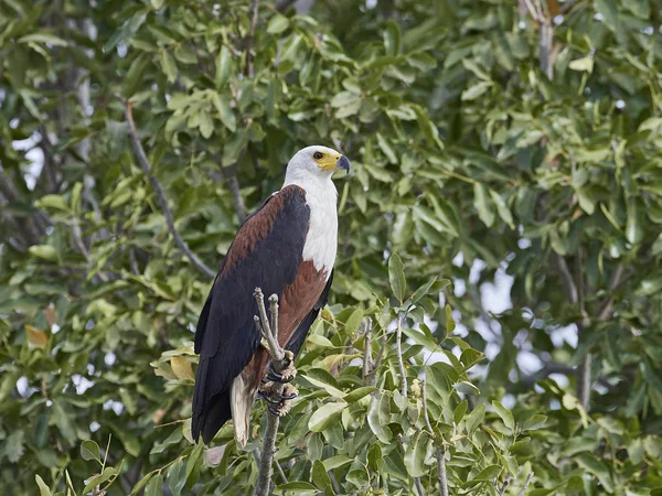 Afrikanska Fisk Örn Sitt Naturliga Habitat Gambia — Stockfoto