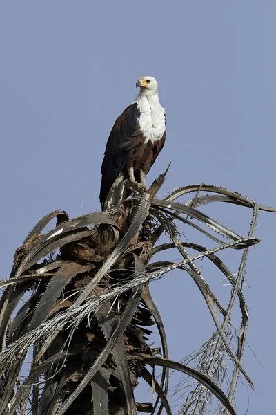 Afrikanska Fisk Örn Sitt Naturliga Habitat Gambia — Stockfoto