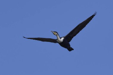 Ak göğüslü arka planda mavi gökyüzü ile uçuş karabatak