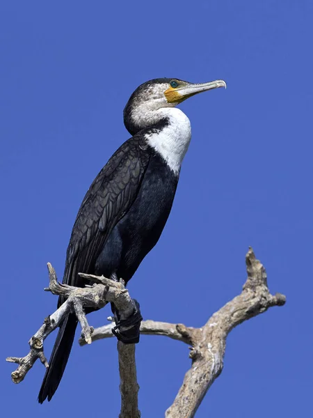 White Breasted Cormorant Its Natural Habitat Gambia — Stock Photo, Image