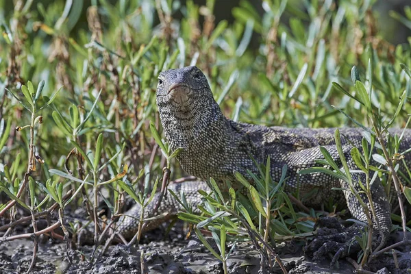 Nile Monitor Its Natural Habitat Gambia — Stock Photo, Image