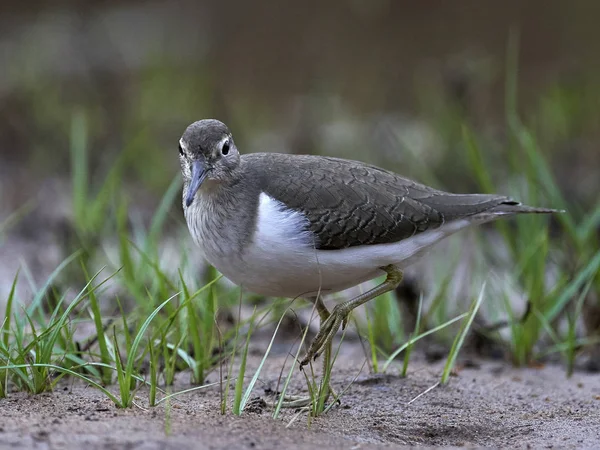 Common Sandpiper Its Natural Habitat Senegal — Stock Photo, Image