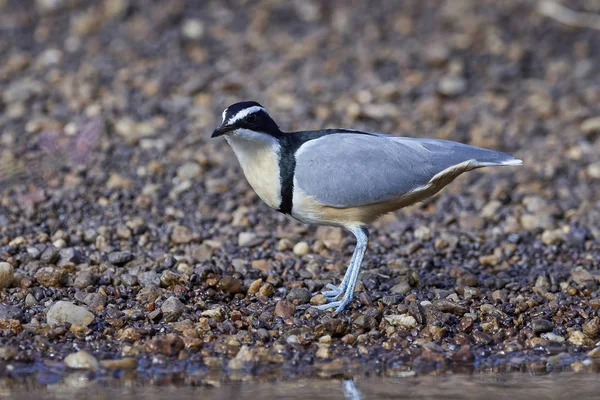 Egyptian Plover Its Natural Habitat Senegal — Stock Photo, Image