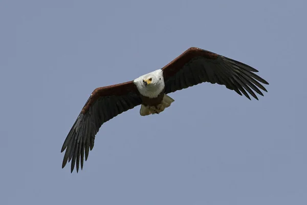 African Fish Eagle Flight Blue Skies Background — Stock Photo, Image