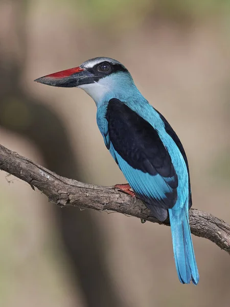 Blauw Breasted Ijsvogel Zijn Natuurlijke Habitat Senegal — Stockfoto