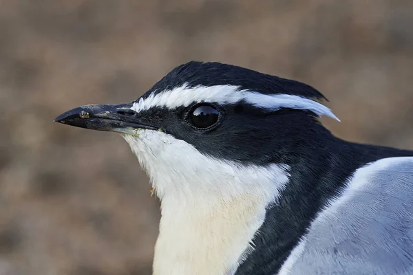 Doğal Habitatları Senegal Mısır Yağmurcunu Pluvianus Aegyptius — Stok fotoğraf