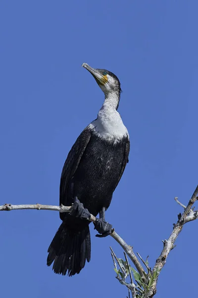 White Breasted Cormorant Its Natural Habitat Gambia — Stock Photo, Image