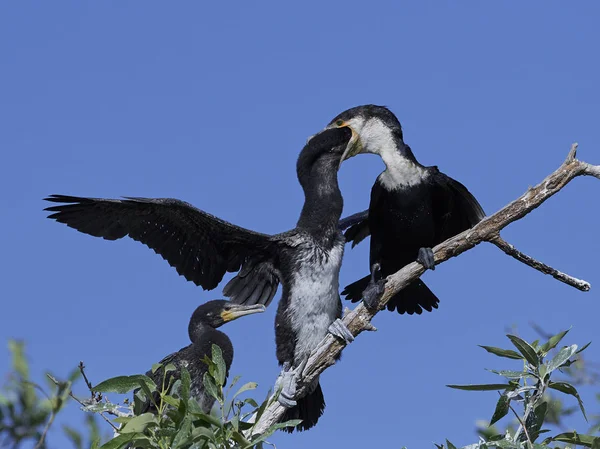 White Breasted Cormorant Its Natural Habitat Feeding Its Young — Stock Photo, Image