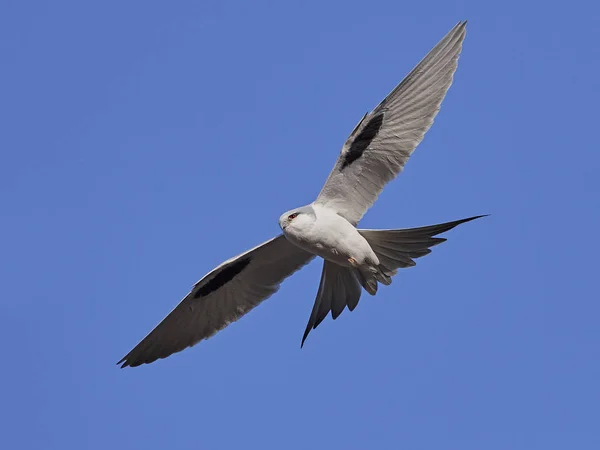 African Swallow Tailed Kite Chelictinia Riocourii Flight Blue Skies Background — Stock Photo, Image