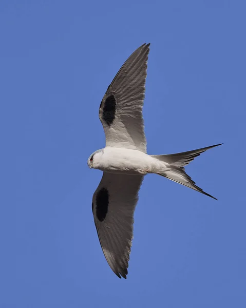 Afrikanischer Schwalbenschwanz Chelictinia Riocourii Flug Mit Blauem Himmel Hintergrund — Stockfoto