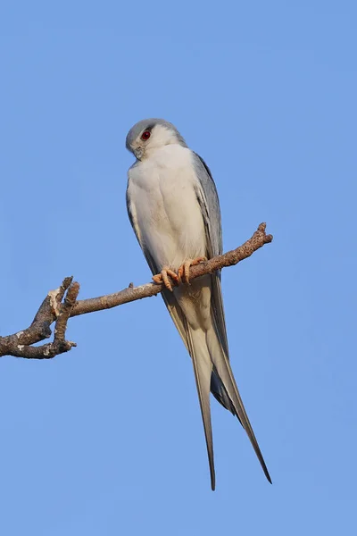 Африканський Swallow Tailed Кайт Його Природному Середовищі Існування — стокове фото