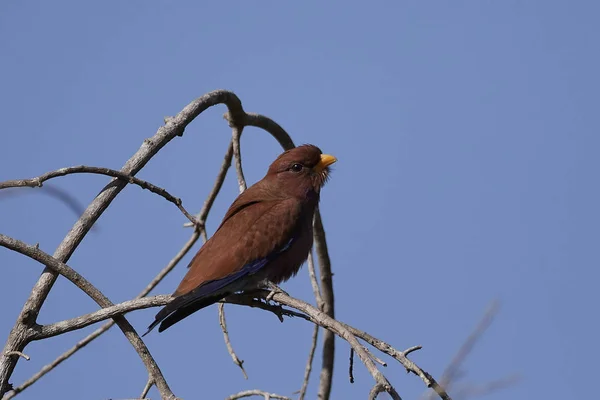 Breitschnabelwalze Eurystomus Glaucurus Ihrem Natürlichen Lebensraum Gambia — Stockfoto