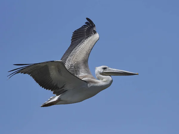 Pink Backed Pelican Natuurlijke Habitat Gambia — Stockfoto