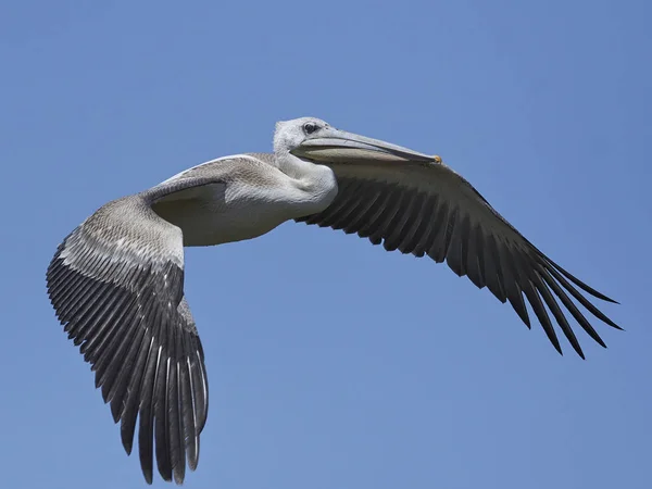 Pelicano Cor Rosa Seu Habitat Natural Gâmbia — Fotografia de Stock