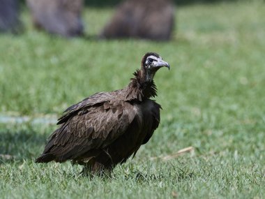 Gambiya doğal tabiatında kukuletalı akbaba (Necrosyrtes monachus)