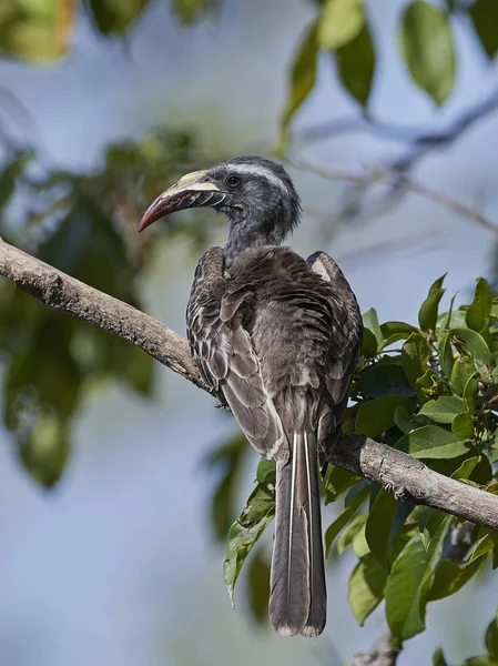 배경에서으로 비행에 아프리카 Hornbill Lophoceros Nasutus — 스톡 사진