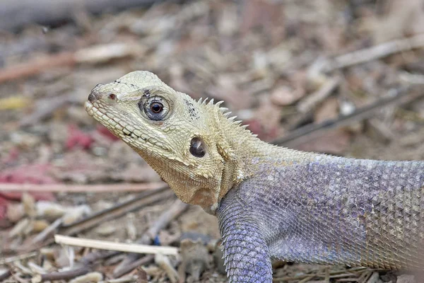 Agama Lizard Agama Agama Its Natural Habitat Gambia — Stock Photo, Image