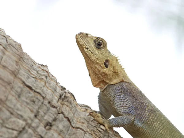 비아에 그것의 지에서 전경에 도마뱀 Agama Agama — 스톡 사진