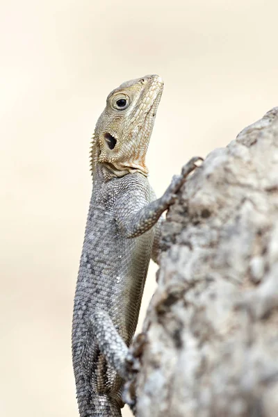 Σαύρα Agama Κροκοδειλάκι Agama Στο Φυσικό Της Περιβάλλον Στην Γκάμπια — Φωτογραφία Αρχείου