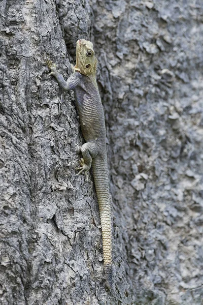 Agama Ящірка Agama Agama Його Природному Середовищі Існування Гамбії — стокове фото