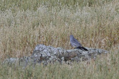 Binturongun doğal yaşam ortamı içinde bir kaya üzerinde dinlenme Montagus harrier (Circus pygargus)