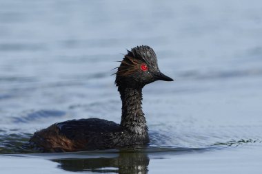 Danimarka 'daki doğal ortamında siyah boyunlu yunus balığı