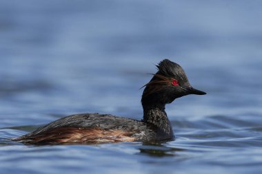 Danimarka 'daki doğal ortamında siyah boyunlu yunus balığı