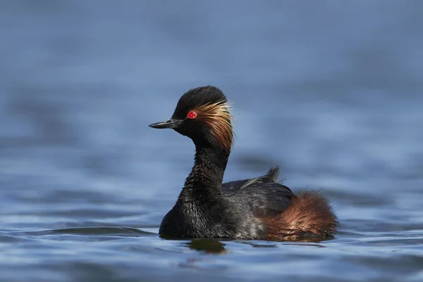 Zwarthalsfuut Zijn Natuurlijke Habitat Denemarken — Stockfoto