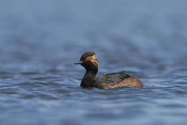 Grebe Cuello Negro Hábitat Natural Dinamarca —  Fotos de Stock