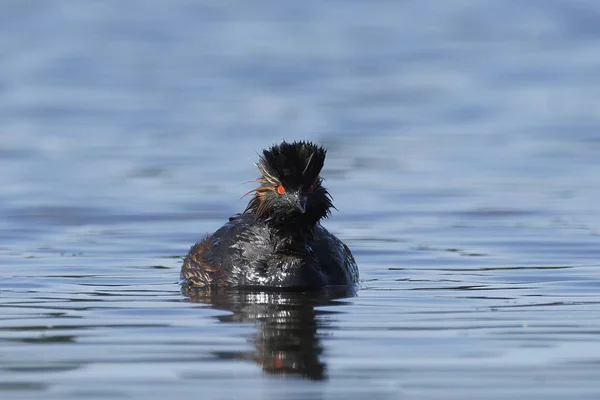 Grebe Černým Krkem Svém Přirozeném Prostředí Dánsku — Stock fotografie