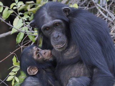 Şempanze (Pan troglodytes) Doğal habitatları Gambiya babun islands içinde