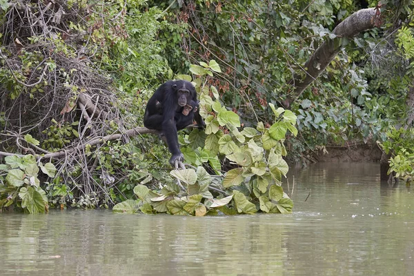 Chimpancé Pan Troglodytes Hábitat Natural Las Islas Baboon Gambia — Foto de Stock